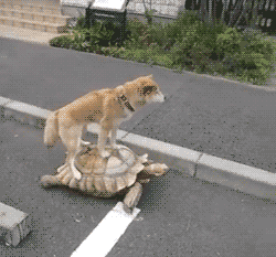 QQ图片20160908160120.gif