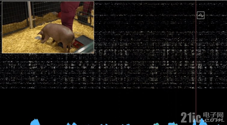 猪上做实验.png